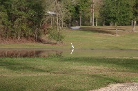 Park Photo Pond