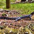 Fairhope Aligator