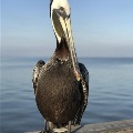 Henry at Fairhope Pier