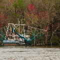 Live Oak Landing in the Delta