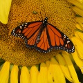 Loxley Sunflower and Butterfly