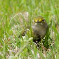 Migratory Bird in Robertsdale