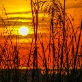 Orange Beach Sunrise Sea Oats