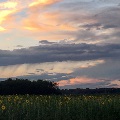 Robertsdale Sunflowers