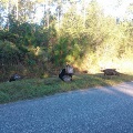 Baldwin County Turkeys