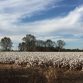 Pineview Cotton Field