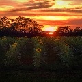 Robertsdale Sunflower Sunset